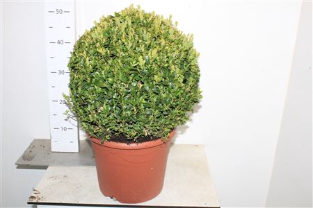 <h4>Buxu Sempervirens</h4>