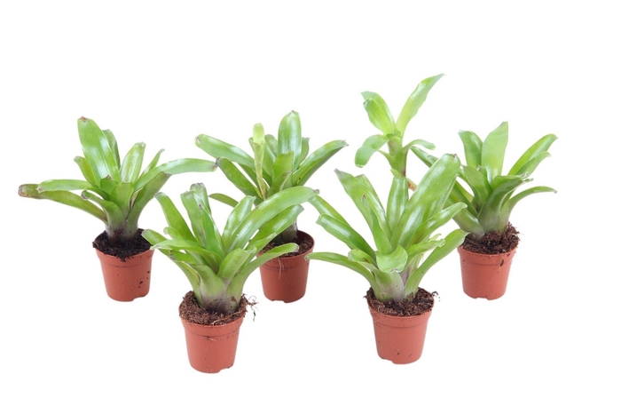 <h4>Nidularium Fire Ball</h4>