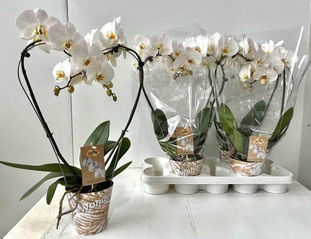 <h4>PHAL OV WIT</h4>