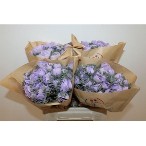 Anem Marianne Powder Lavender