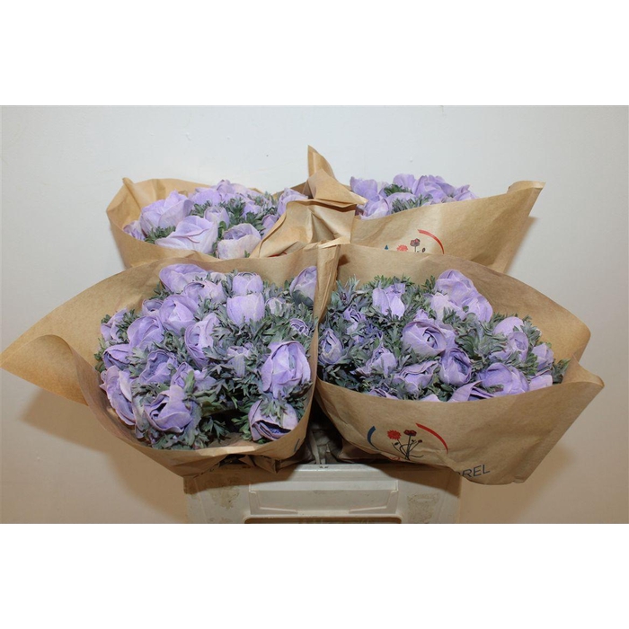 <h4>Anem Marianne Powder Lavender</h4>