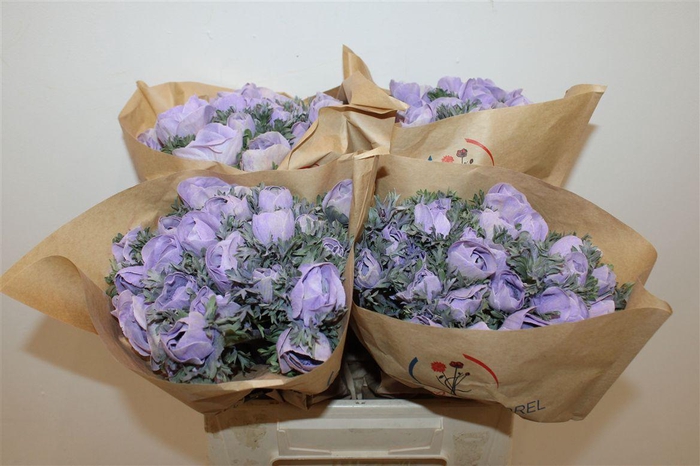 <h4>Anem Marianne Powder Lavender</h4>