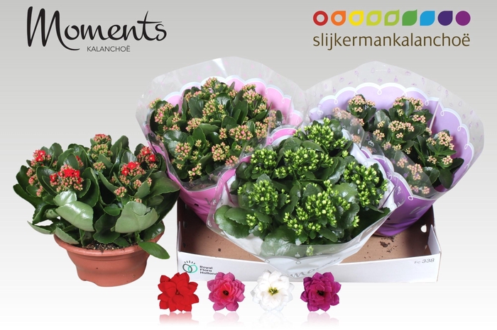 <h4>KAL GE GEM 4 KL</h4>