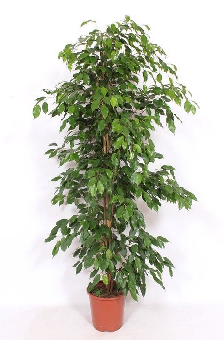 Ficus Exotica