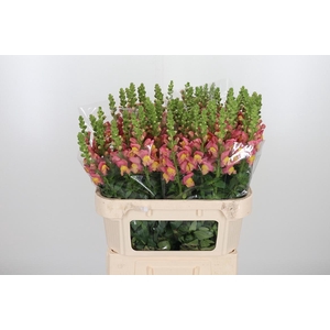 Antir Avignon D Oran