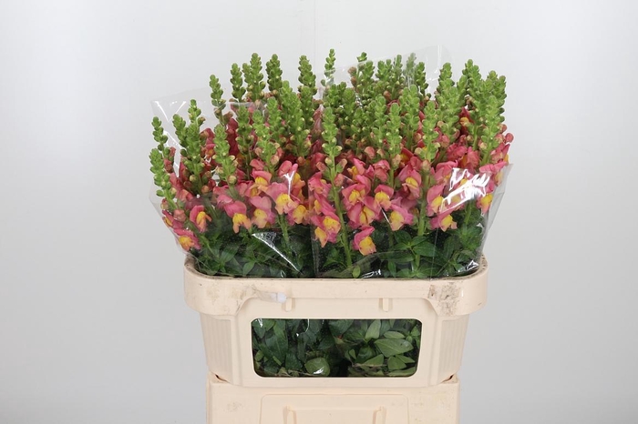 <h4>Antir Avignon D Oran</h4>