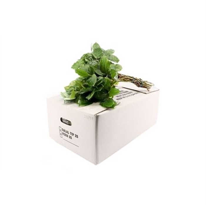 <h4>Salal Tip</h4>