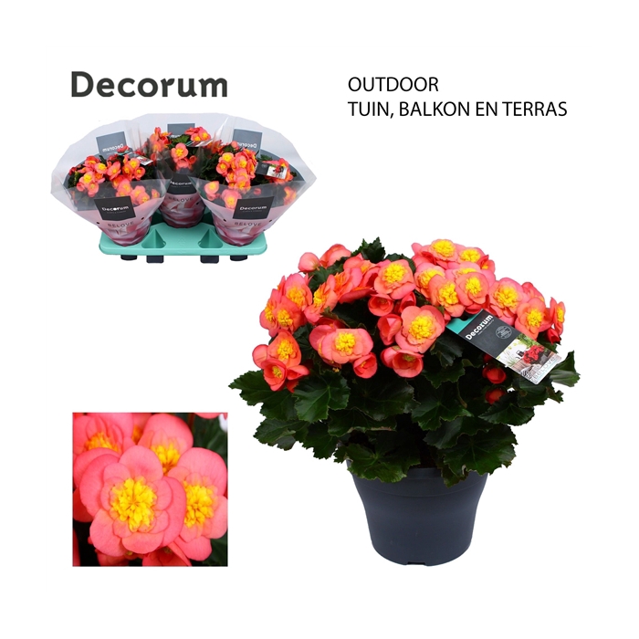 <h4>Begonia BELOVE Peach 19 cm Outdoor Decorum</h4>