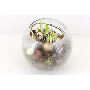 arr4 Narcis MB - Bolglas ribbel x5