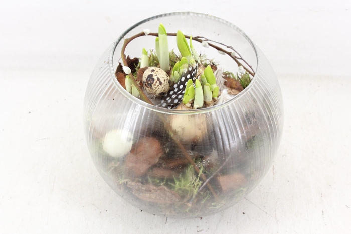 <h4>arr4 Narcis MB - Bolglas ribbel x5</h4>