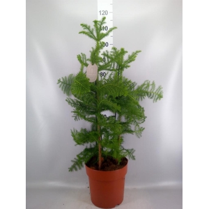 Araucaria heterophylla