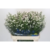 Aster White Gypsy