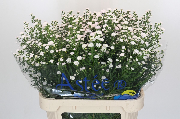 Aster White Gypsy