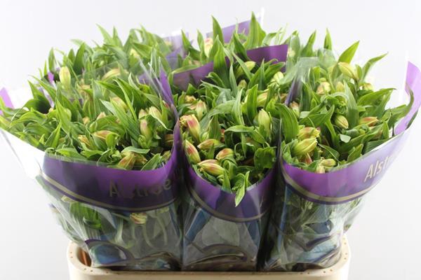 <h4>Alstr Bali (geel)</h4>