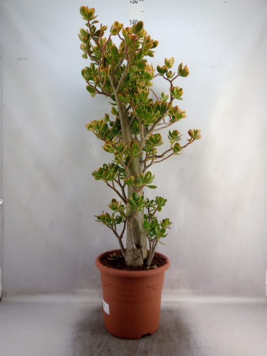 <h4>Crassula ovata 'Sunset'</h4>