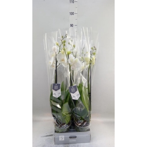 Phalaenopsis  'White World'