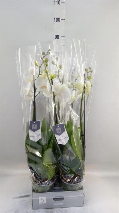 <h4>Phalaenopsis  'White World'</h4>