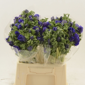 Anemone Galil Blauw