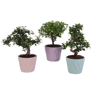 Bonsai Indoor Mix Ø12cm Mix B/S Shape in Ø 14cm Ceramic SE662