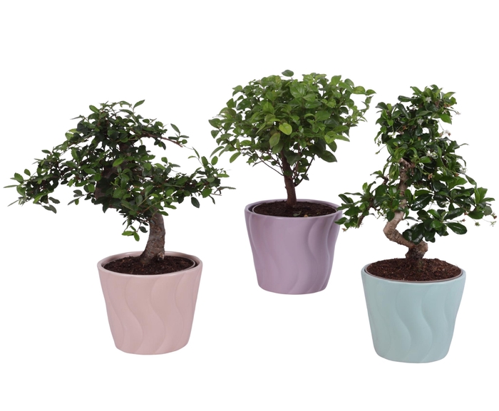 <h4>Bonsai Indoor Mix Ø12cm Mix B/S Shape in Ø 14cm Ceramic SE662</h4>