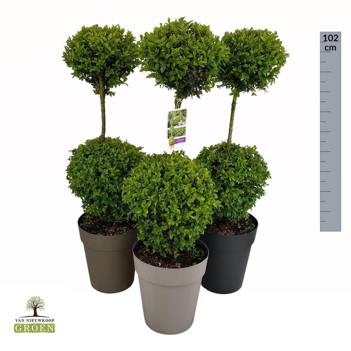 <h4>Buxus sempervirens Duobol M</h4>