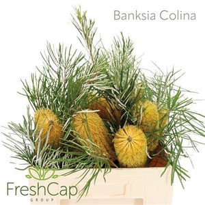 Banksia Colina
