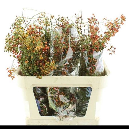 <h4>Rosa Corallo 80cm</h4>