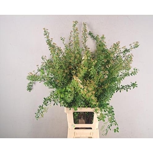 Spiraea Bs