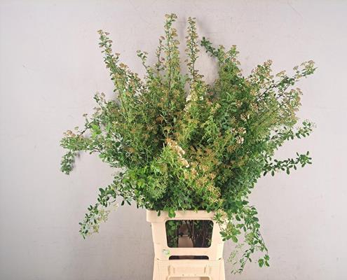 <h4>Spiraea Bs</h4>