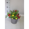 Perkplanten 19 cm Mix 01 (Verb rood, cali geel, pet rood)