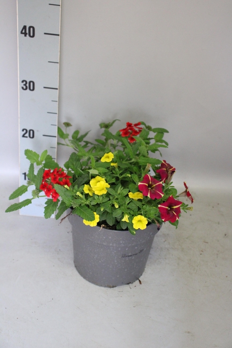 Perkplanten 19 cm Mix 01 (Verb rood, cali geel, pet rood)
