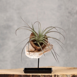 Arr.  Tillandsia H%