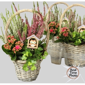 ARR TUINPLANTEN