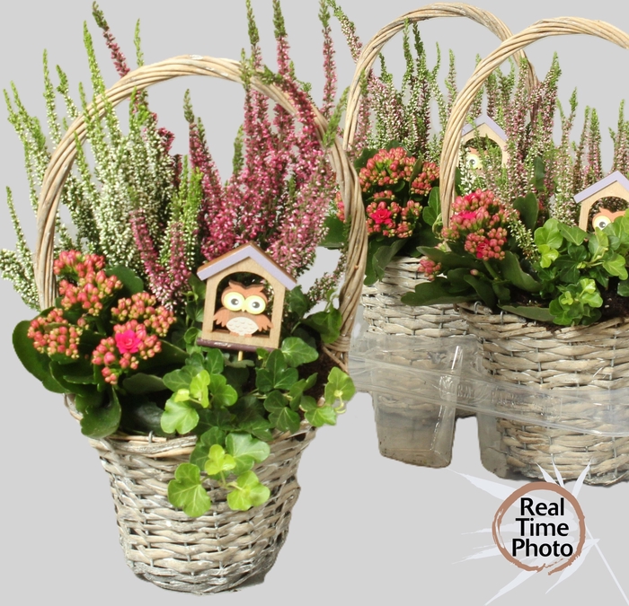 <h4>ARR TUINPLANTEN</h4>