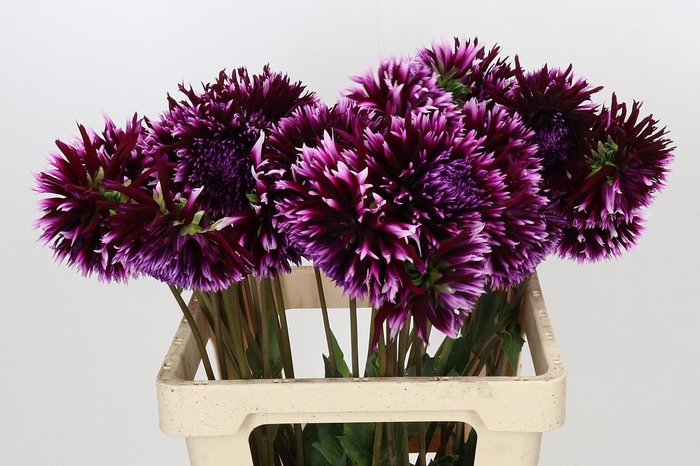 <h4>Dahlia Aiyana</h4>
