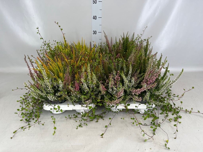 <h4>Calluna vulg.   ...</h4>