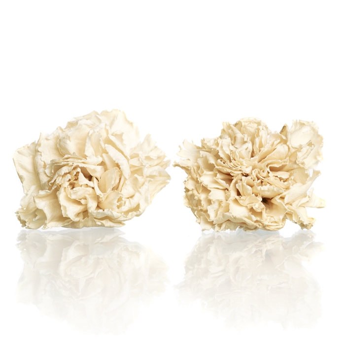 Carnation (anjer) Creme 4,5-5cm