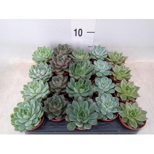 Echeveria   ...mix