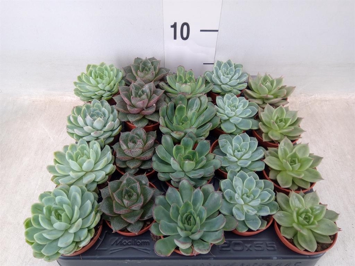 <h4>Echeveria ...mix</h4>