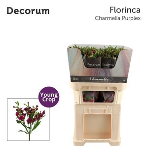 Alst Fl Charmelia Purplex