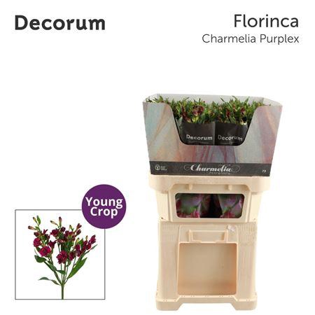 <h4>Alst Fl Charmelia Purplex</h4>