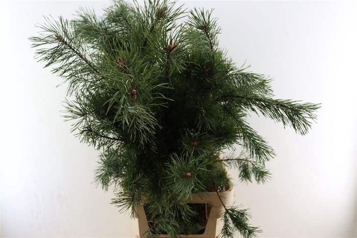 <h4>Pinus Alaska 160cm</h4>