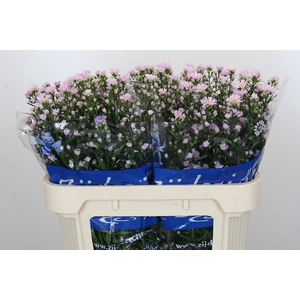 Aster Claudia