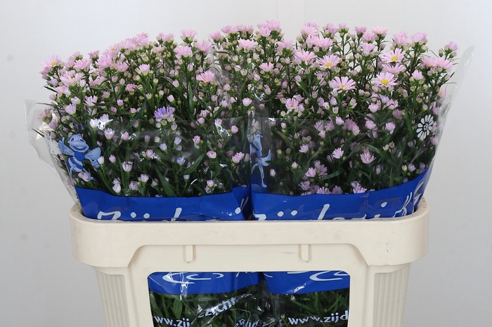 <h4>Aster Claudia</h4>