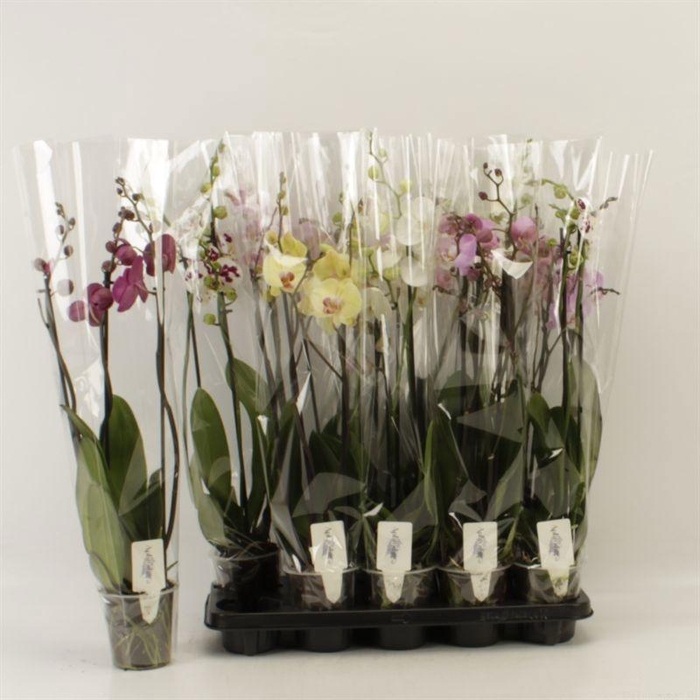 <h4>PHAL GEM 6 KL</h4>