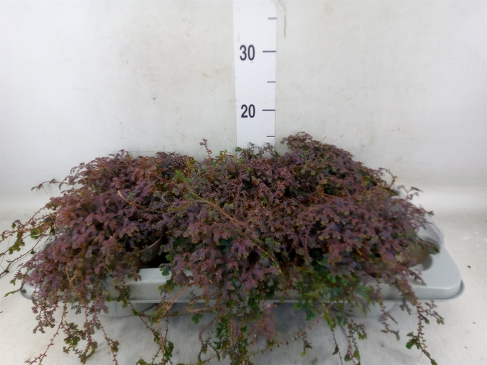 <h4>Selaginella   ...</h4>