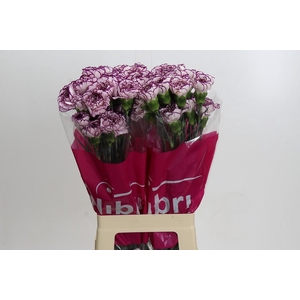 Dianthus St Damascus