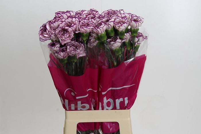 Dianthus St Damascus