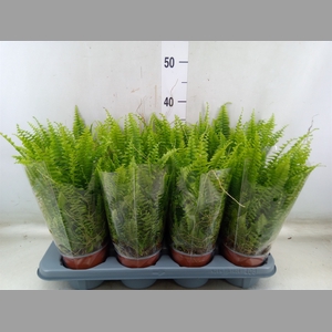 Nephrolepis exal. 'Green Lady'