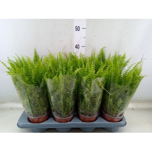 Nephrolepis exal. 'Green Lady'